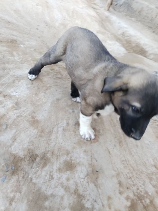 Kichkina kuchukcha holati zo'r 1 oydan oshgan