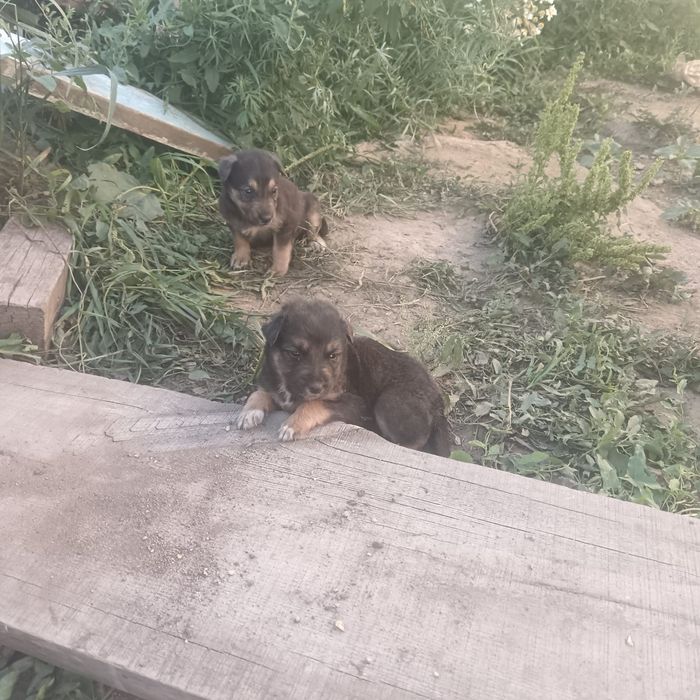 Отдам бесплатно щенят