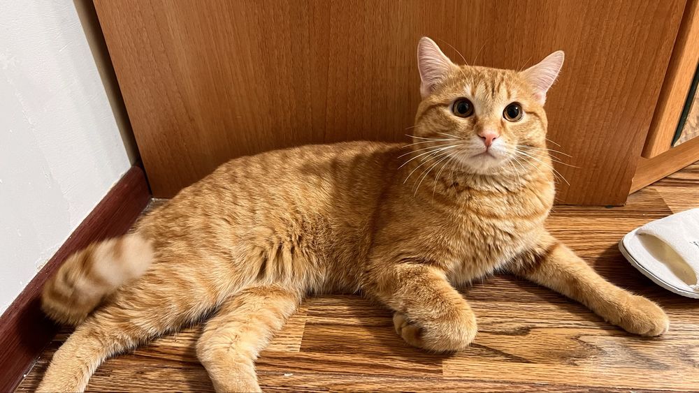 Отдадим кошку в добрые руки