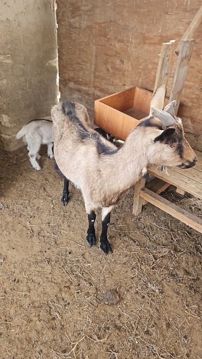 Ешкы лактарымен альпи