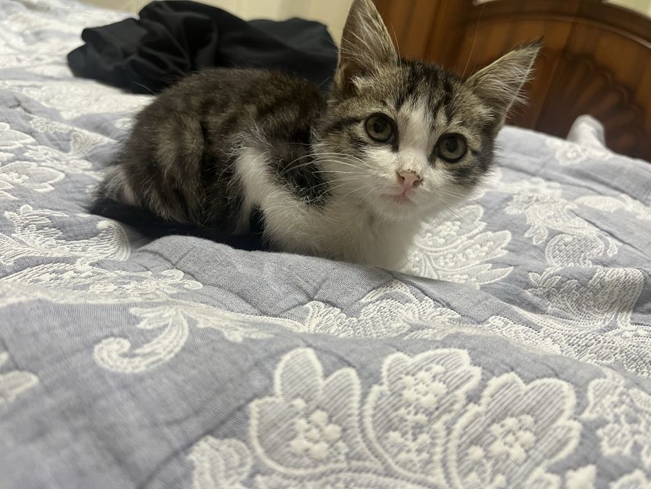 продаю котенка в хорошие руки