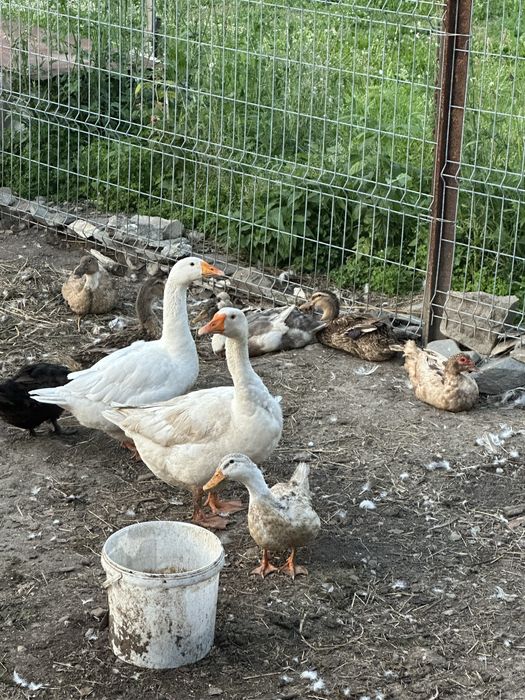 Rate de vanzare mite si galagioase