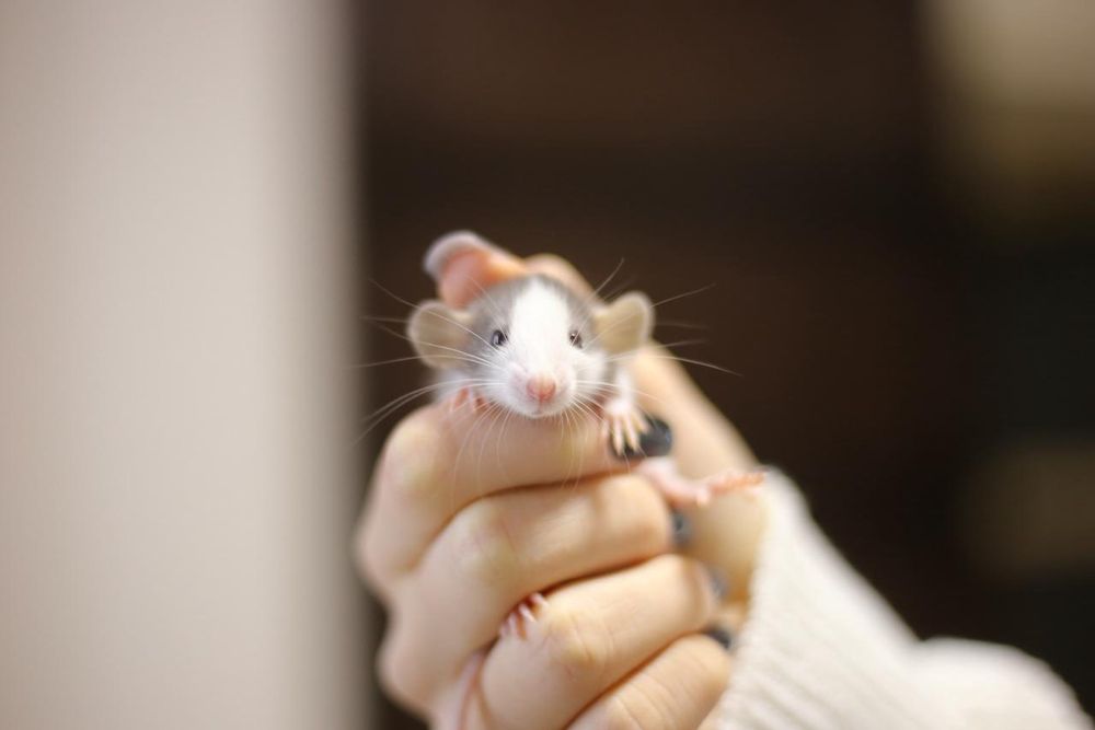 Крысята дамбоухие