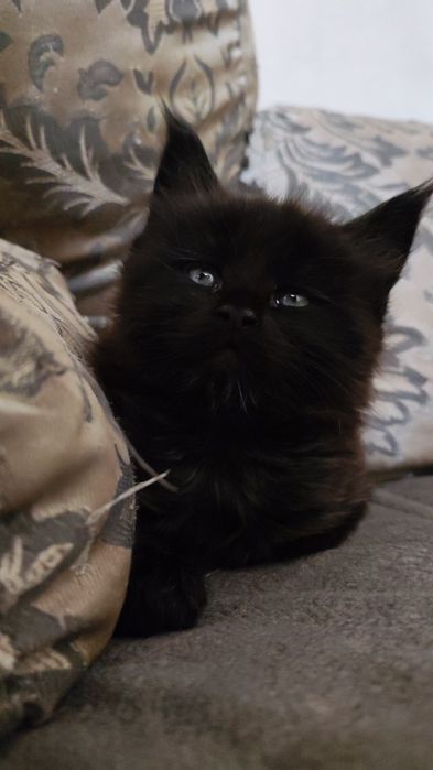 Продаются котята Мейн кун