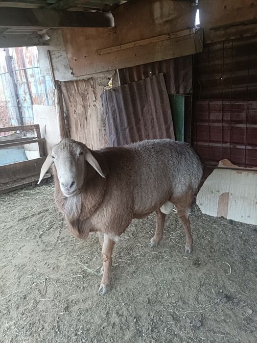 Қой, қозы, қошқарымен сатылады