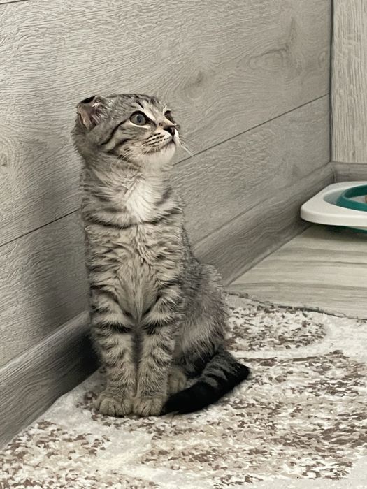 Вислоухи котенок бесплатно