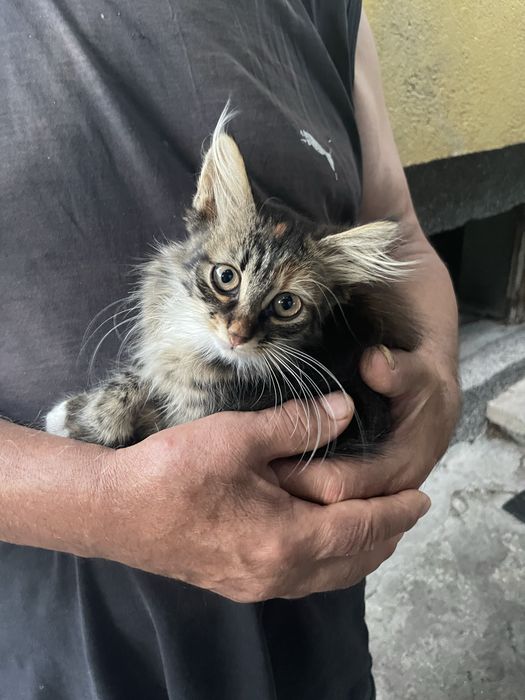 Подарявам тези котета от снимките