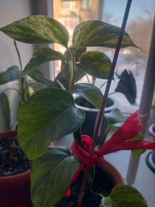 Эпипремнум Мраморная королева