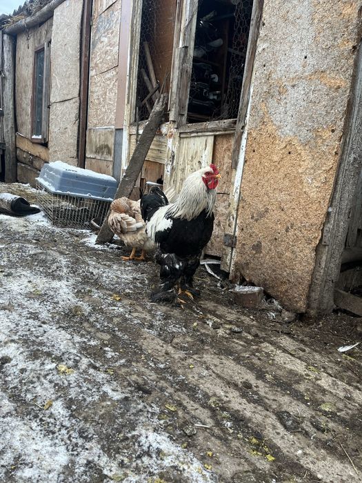 Disponibili cocosi si bibilici