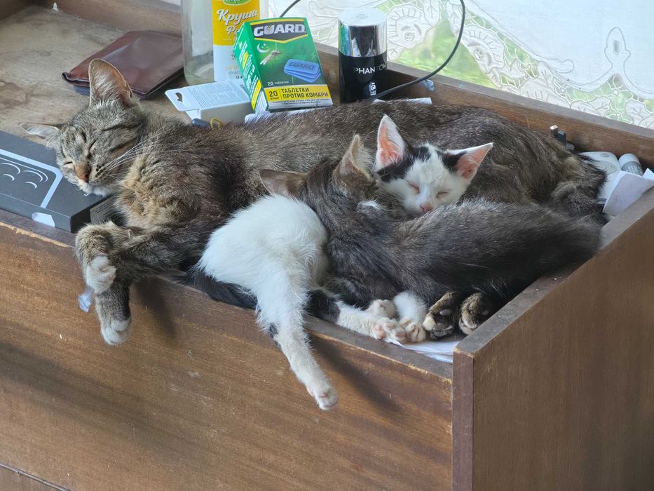 3 Новородени Котета
