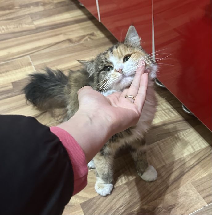 Отдам даром девочку