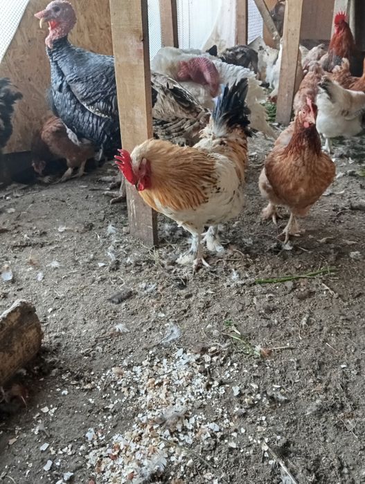 Продам петуха домашнего