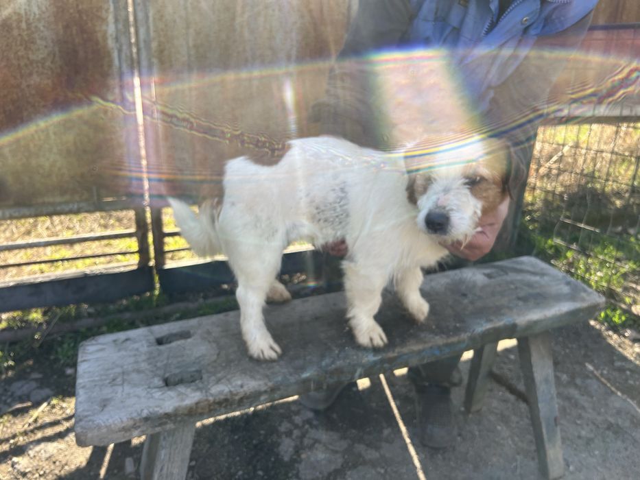 Продам ягдтерьер