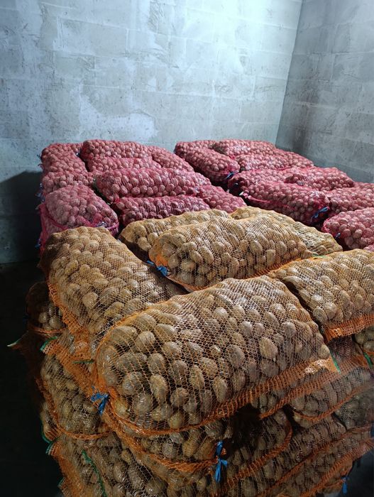 Vând cartofi de consum și sămânță