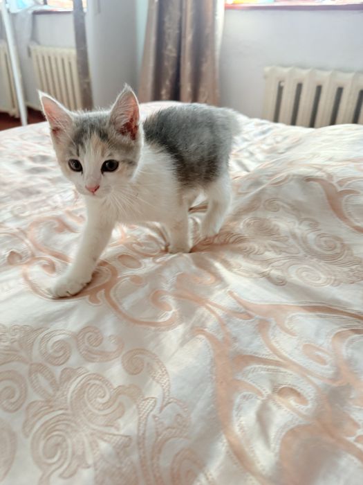 Кошка трёхцветная