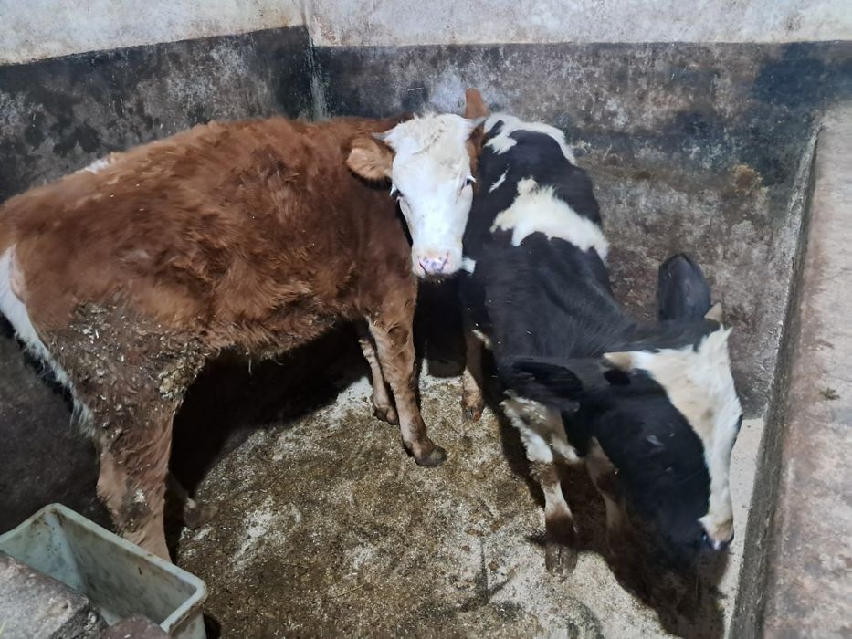 Vând 1 vitel și o vitica
