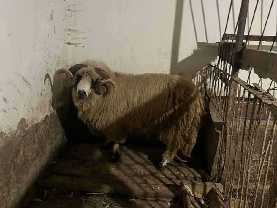 Berbec țurcan.