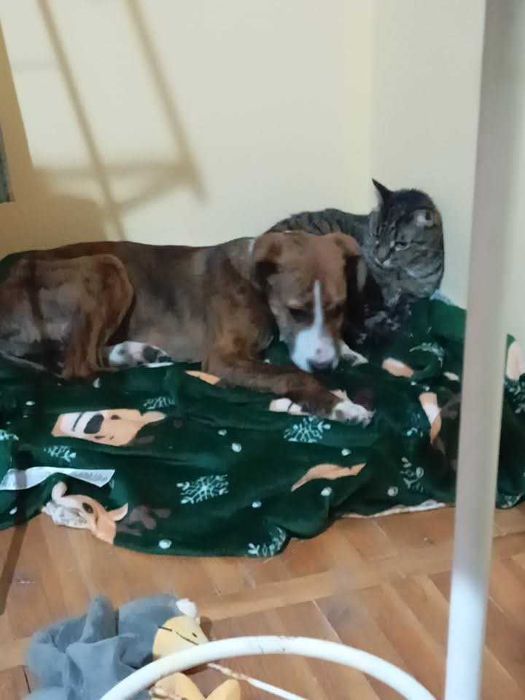 Женско куче на 5 месеца. МОЛЯ ПРОЧЕТЕТЕ ОПИСАНИЕТО!!!