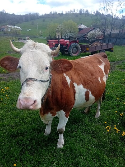 Vind vaca baltata romaneasca gestanta in 8 luni