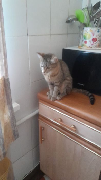 Отдам котят и маму