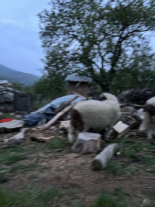 Berbec breaz 3 luni