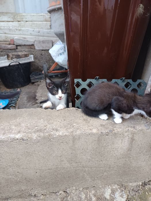 Pisoi care caută casă