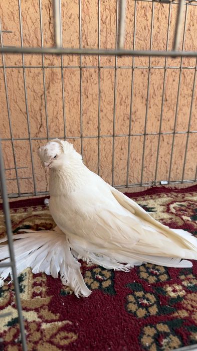 Голубь молодой Гульбадам