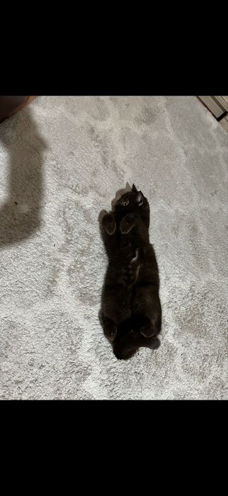 Отдам  шотландскую  кошку