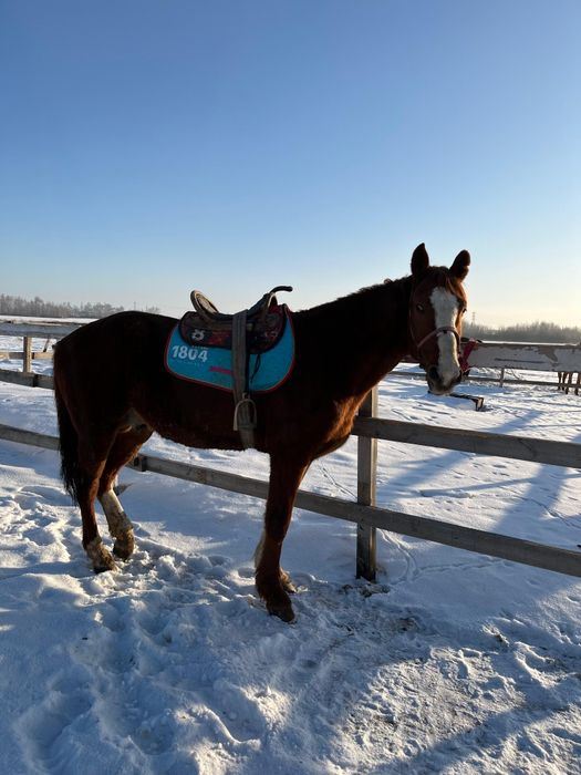 Продам жеребеца айгыр сатам