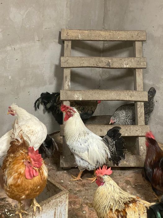 Продам задиристых петухов.