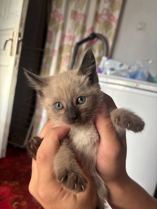 Отдам сиамских котят в добрые руки