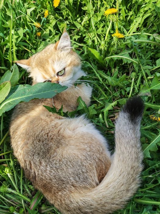Кошечка золотая шиншилла