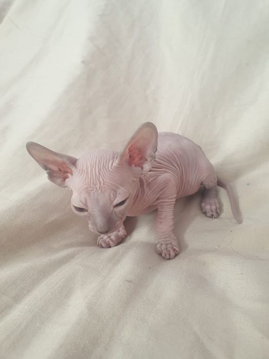 Сфинксы котята 1 месяц