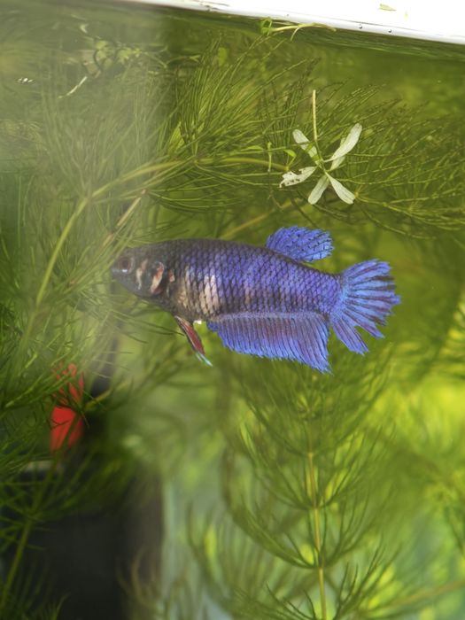 Продам рыбку, сиамский петушок, девочка 500тг.