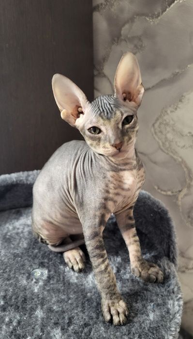 Милые девочки ищут заботливых родителей