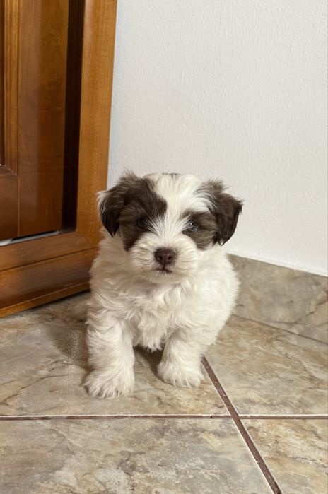 Pui Bichon Havanez 2 luni
