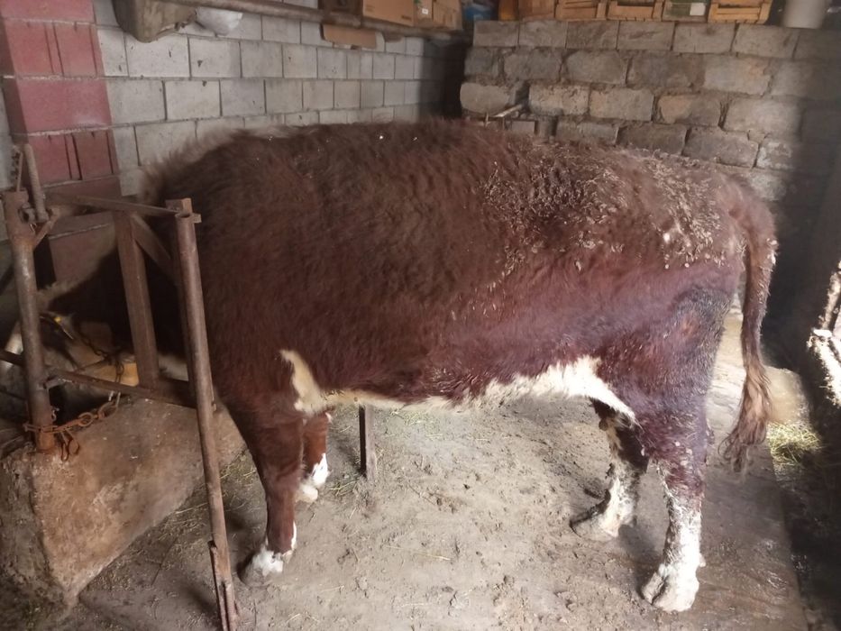 Корова возраст 4-5 лет