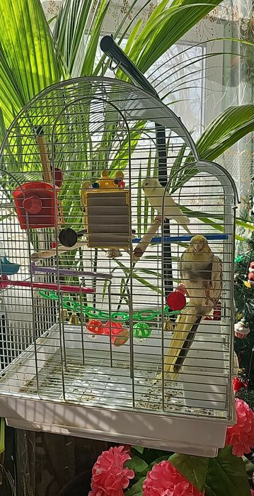 Продавам два папагала със клетката