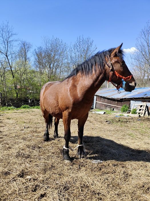 Vând iapă de 2 ani