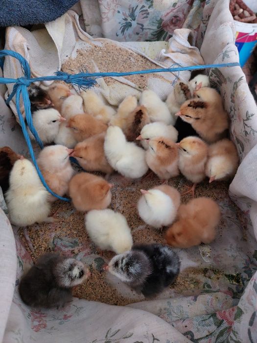 Pui de vânzare de o săptămână