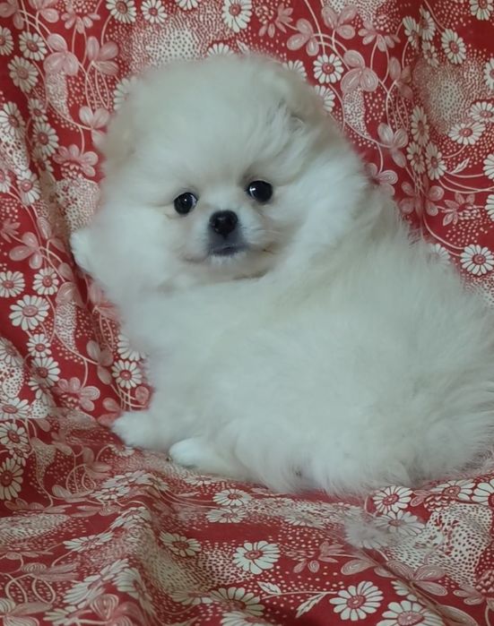 Милые пушистики мальчики и девочки