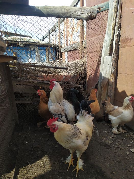 продам молодых петухов