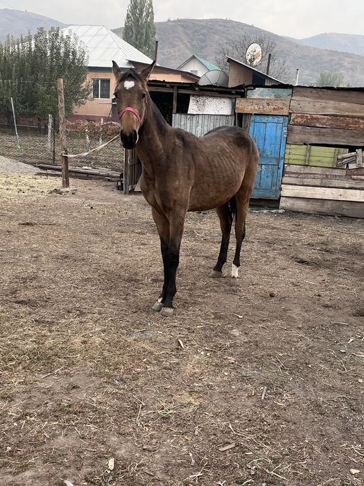 Продам тайчика высокий