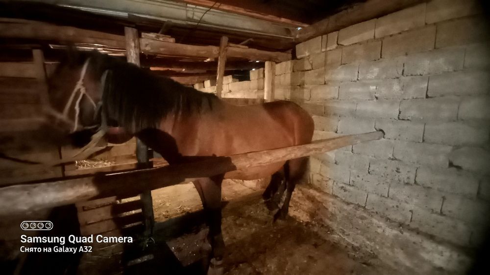 Бордакқы айғыр.Жемде тур