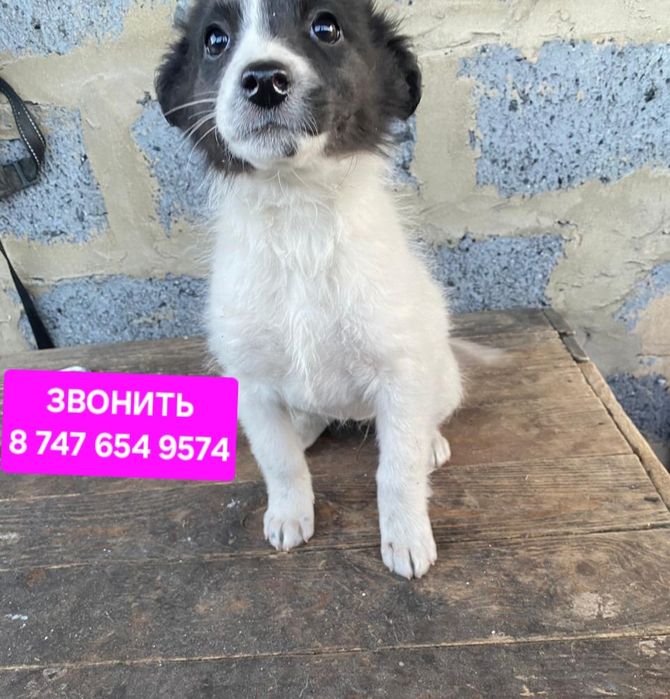 Щенки 3 мес. Девочки , мальчики