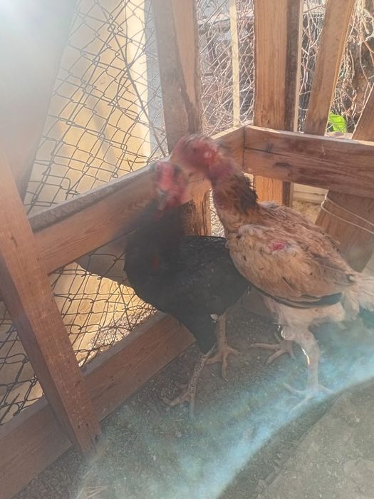 Продам бойцовский петух