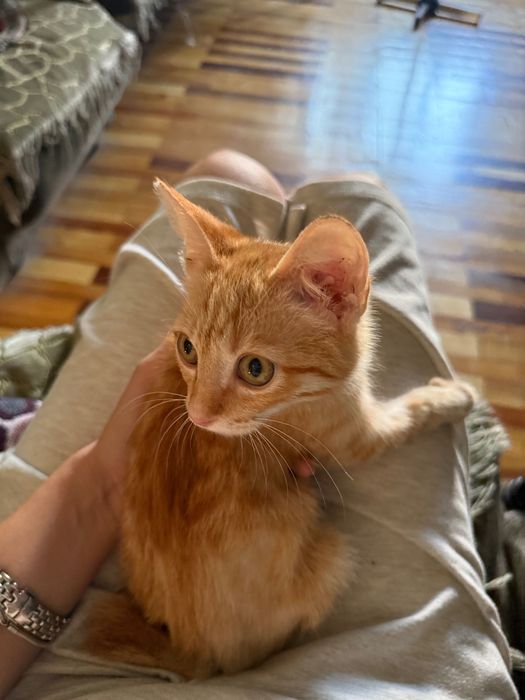 Ищет дом очаровательный котёнок!
