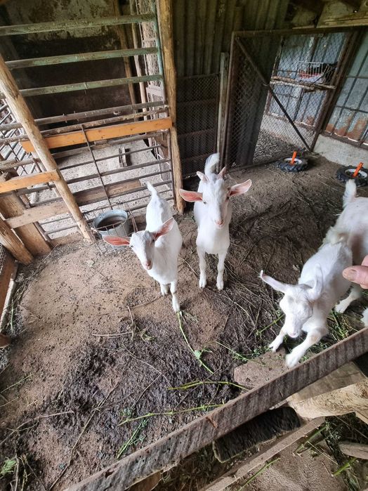 Продавам  коза и ярета