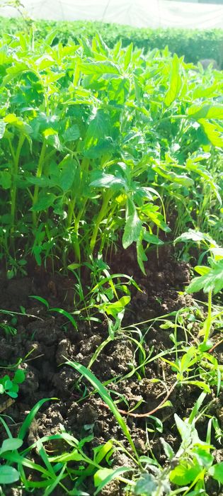 Har xil turdagi ishonchli koʻchatlar