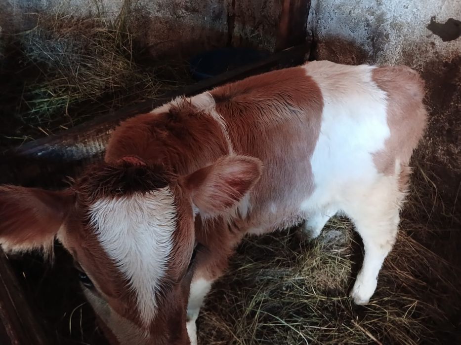 Телята 1,5 месяца ( бычок и телка)